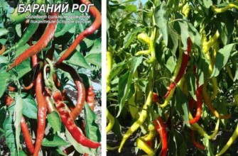 พริกยาว