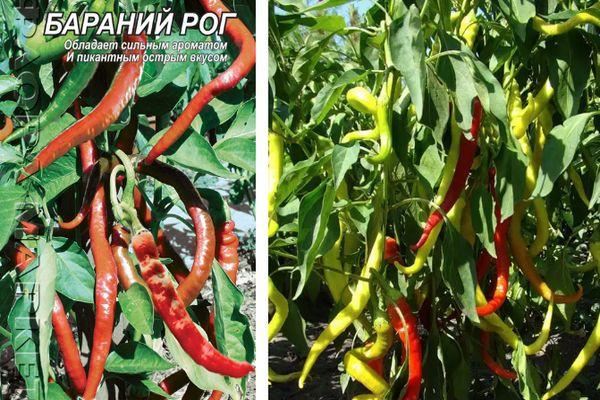 พริกยาว