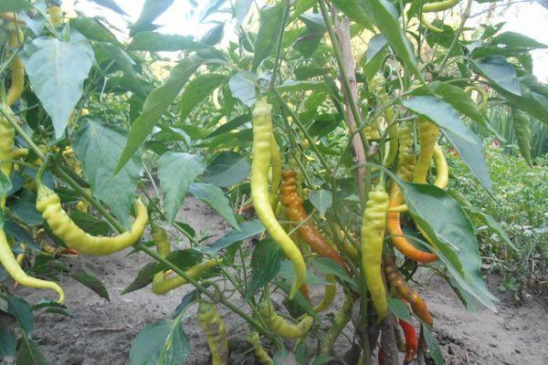 ต้นพริก