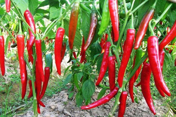 พริกยาว