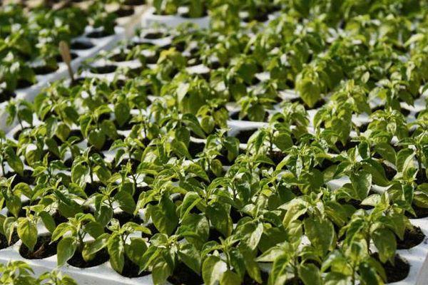 ต้นกล้าพริก