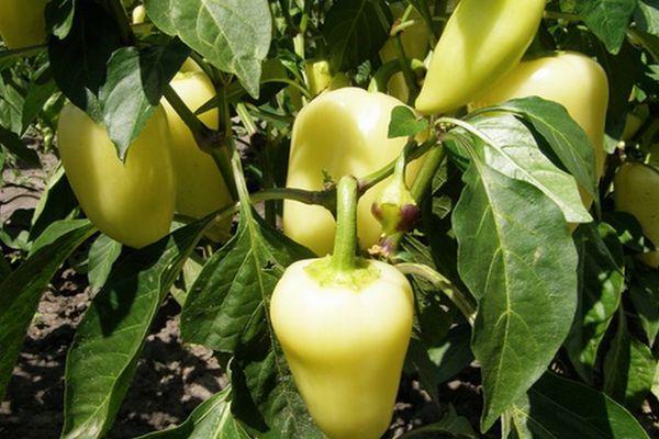 การปลูกพริก