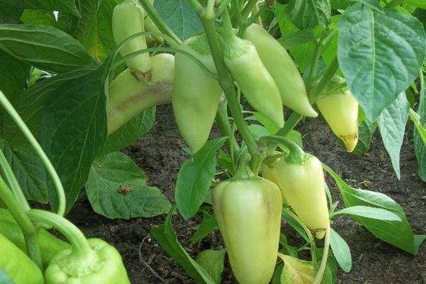 พริกหยวก