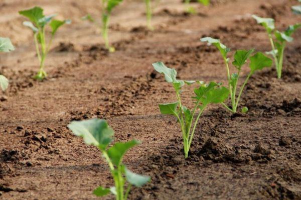 กะหล่ำปลี