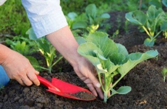 การปลูกกะหล่ำปลี