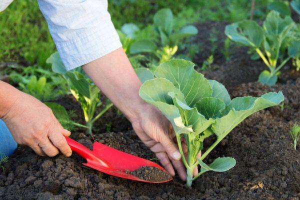 การปลูกกะหล่ำปลี