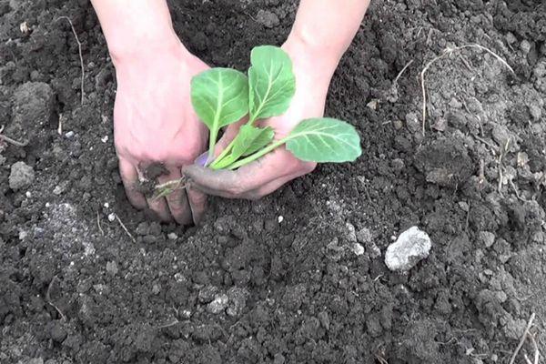 การปลูกกะหล่ำปลี