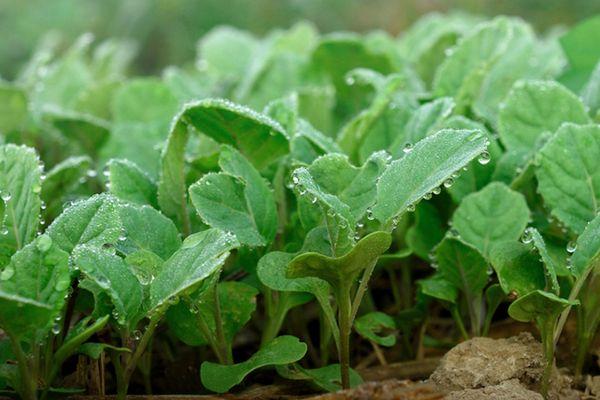 กะหล่ำปลี