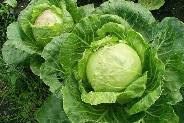 กะหล่ำปลีขาว