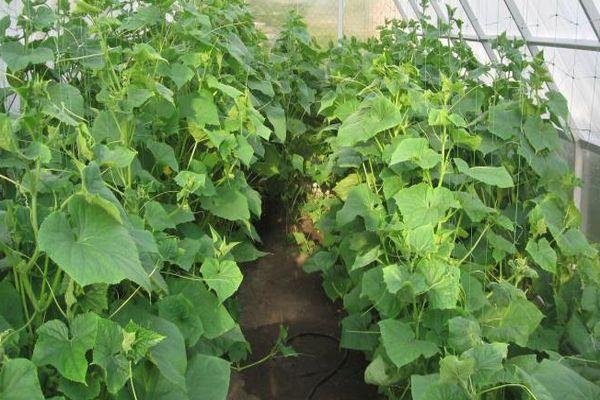 การปลูกแตงกวา