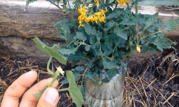 enracinement des beaux-fils