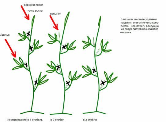 Système de beau-fils