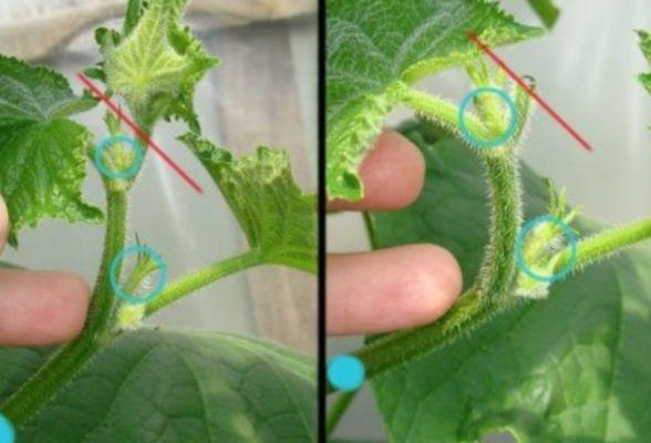 concombre beaux-fils