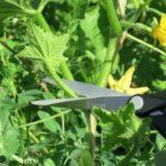 Pincer les pousses latérales du concombre