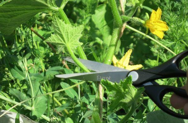 Pincer les pousses latérales du concombre