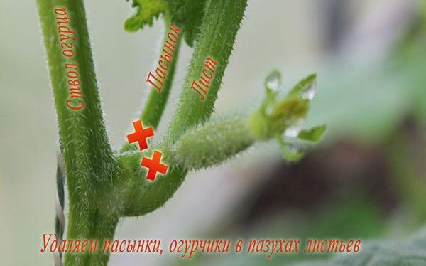 concombre beaux-fils