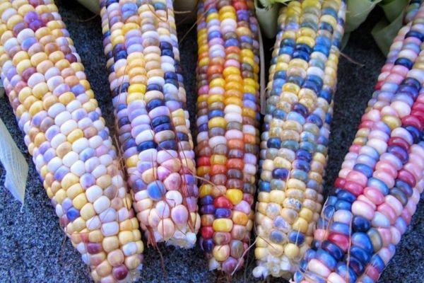 ข้าวโพดสี