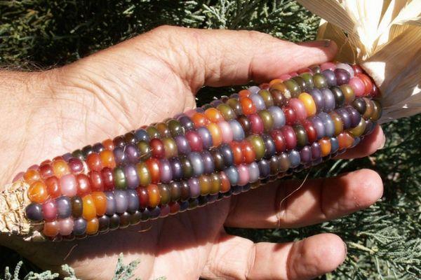 ข้าวโพดในมือ