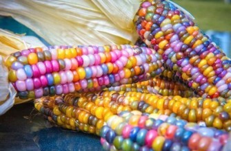 ข้าวโพดสี