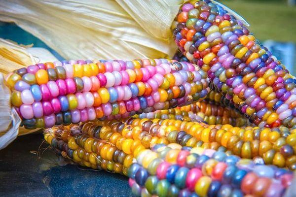 ข้าวโพดสี