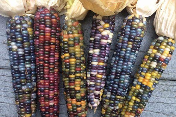 ข้าวโพดสี