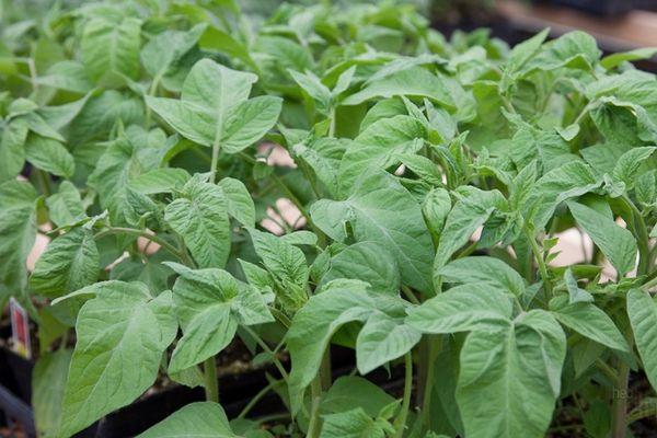 ถั่วงอกมะเขือเทศ