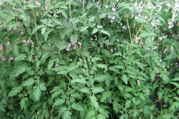 ต้นมะเขือเทศ