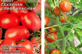 มะเขือเทศสีแดง