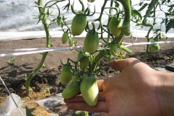 การดูแลมะเขือเทศ