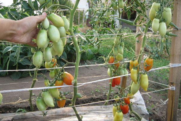 การปลูกมะเขือเทศ