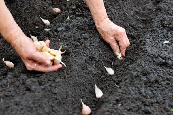 การปลูกกระเทียม