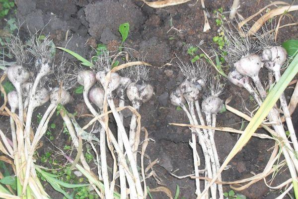 การเก็บเกี่ยวกระเทียม