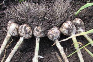 คำอธิบายพันธุ์กระเทียมพันธุ์พื้นเมือง การเพาะปลูก การปลูกและการดูแลรักษา