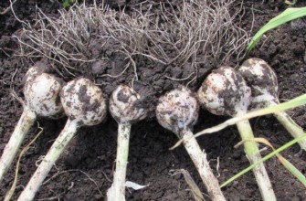 การเก็บเกี่ยวกระเทียม