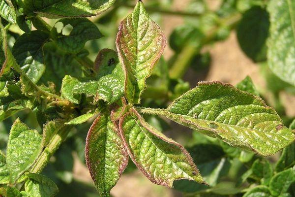 ใบที่ได้รับผลกระทบ