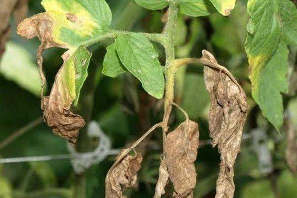 ใบเหี่ยวเฉา