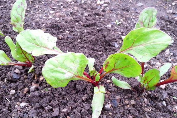 คำอธิบายเกี่ยวกับหัวบีทรูทดีทรอยต์ พันธุ์และเทคนิคการเพาะปลูก