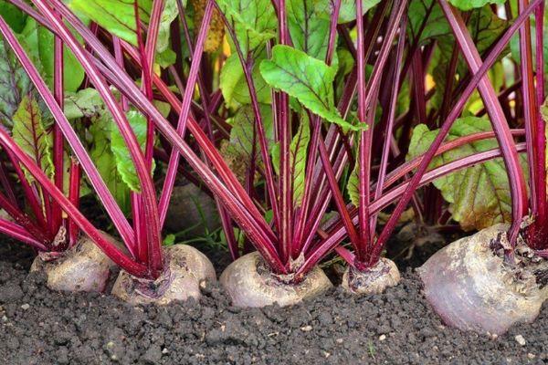 หัวบีทสุก