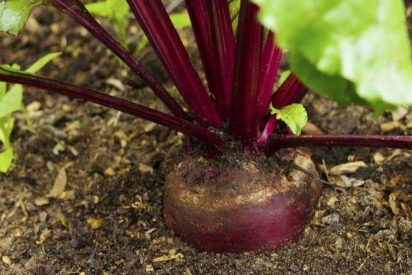 หัวบีทในสวน