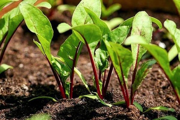 ถั่วงอกหัวบีท