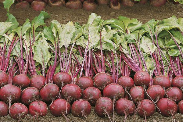 การเก็บเกี่ยวหัวบีท