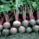 การเก็บเกี่ยวหัวบีท