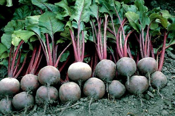 การเก็บเกี่ยวหัวบีท