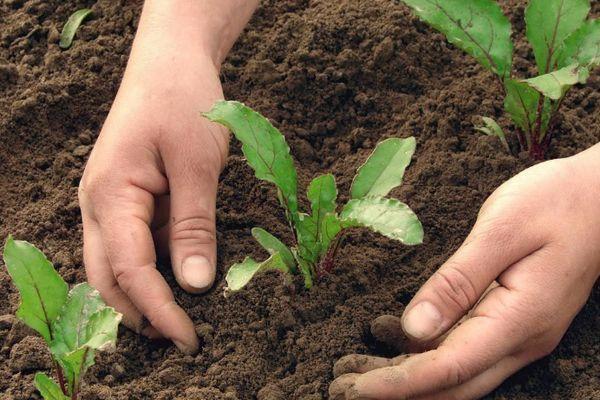 ถั่วงอกหัวบีท