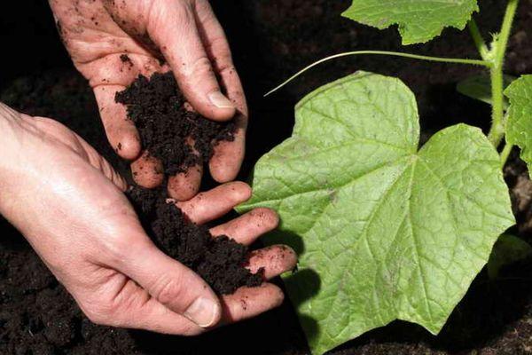 การดูแลแตงกวา