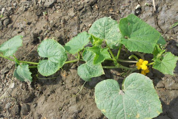 แตงกวาอ่อน