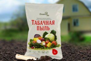 การใช้ผงยาสูบกับแตงกวา: สามารถโรยได้หรือไม่ และทำอย่างไรให้ถูกต้อง?