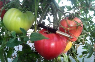 กิ่งพันธุ์มะเขือเทศ