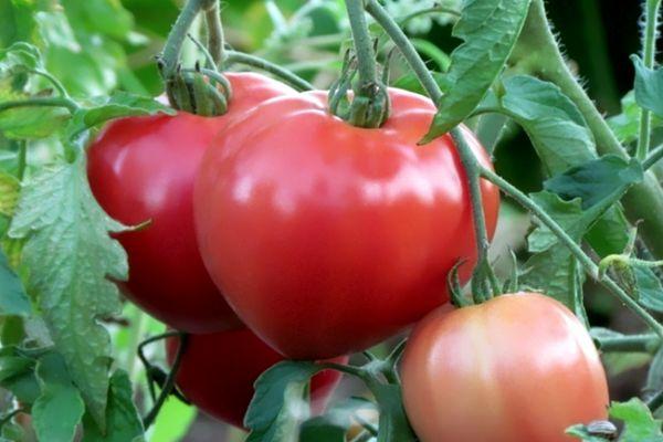 มะเขือเทศสีชมพู