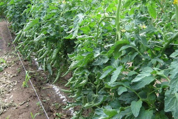 ต้นมะเขือเทศ